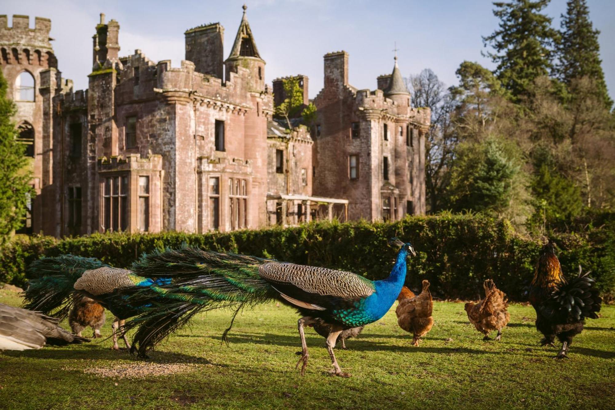 Luxury Woodland Lodge Retreat At Culdees Castle クリフ エクステリア 写真